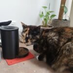 Pet Feeder Cats & Dogs - Cat Feeder - Pet Feeder - Option for Raiser - Pet Gifts
