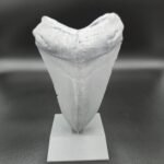 Prehistoric Megalodon Shark Tooth Display - Home Decor Art - skull replica - shark tooth - historic shark - shark decor shark tooth replica