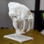 Prehistoric Saber-Toothed Cats Skull with Stand, Home Decor Art, skull replica, cat skull, historic skull, skull decor, skull replica
